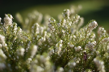 Schneeheide (Erica carnea)