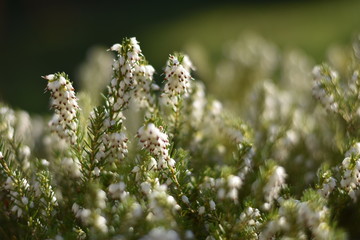Blühende Schneeheide (Erica carnea)