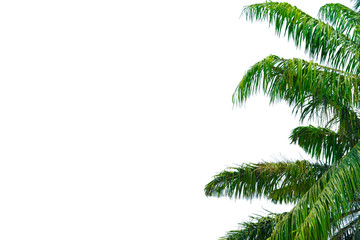 Palm trees isolated on white background with clipping path
