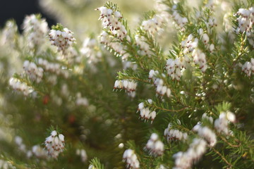 Blühende Schneeheide (Erica carnea)