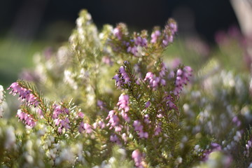 Schneeheide (Erica carnea)