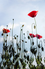 Obraz premium Red poppies on long green stems against a blue sky. Vertical photo