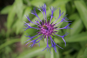 blue flower