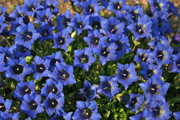 blue flowers background