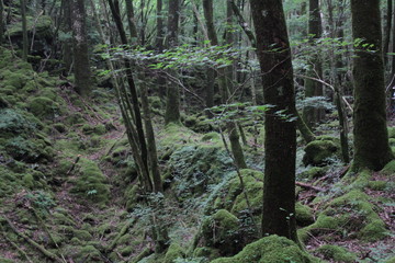 Fototapeta premium 山犬嶽 yamainudake