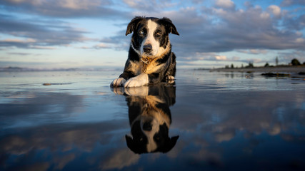 Border Collie on beach