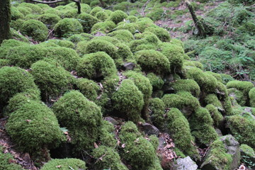 山犬嶽　yamainudake