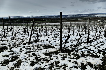 Schnee in den Weinbergen der Ockenheimer Hockenm&uuml;hle / Rheinhessen