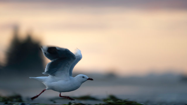 seagull at beach