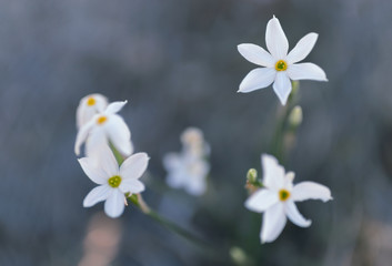 Naklejka na ściany i meble Narcissus flower also known as daffodil
