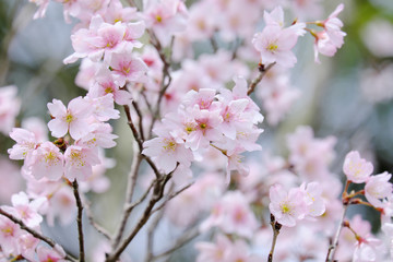美しい桜の美花