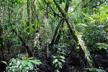 Borneo National park background, beautiful green landscape, tropical woods, scenic nature. travel destination concept. exotic vacations in Malaysia. 