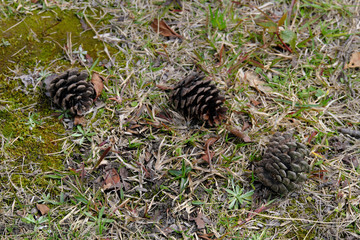 ３つの松ぼっくり