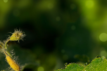 Dewdrops on a bud and on a leaf on a green background.