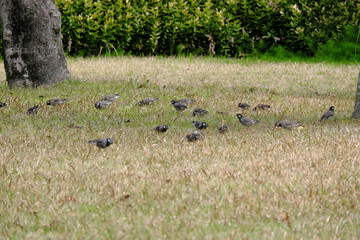 たくさんの小鳥が餌を探す