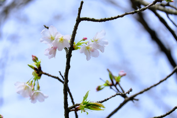 白ピンクの可愛い桜と蕾