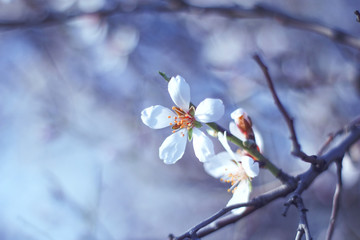 branches with flowers on almond tree in early spring.