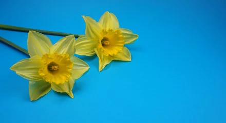Rolgordijnen Daffodils / Narcis spring flower at blue background © Basicmoments