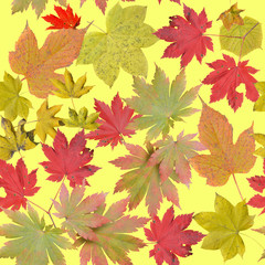 Naklejka na ściany i meble Different fall leaves. Seamless pattern.