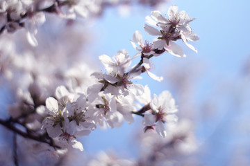 branches with flowers on almond tree in early spring.