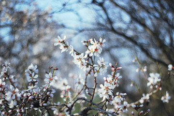 branches with flowers on almond tree in early spring.