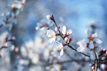 branches with flowers on almond tree in early spring.