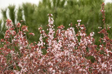 First sprouts of almond flowers