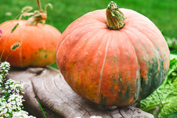 Ripe orange pumpkin in the garden. Close-up. Harvesting. Healthy food.