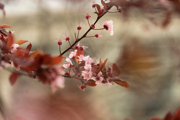 First sprouts of almond flowers