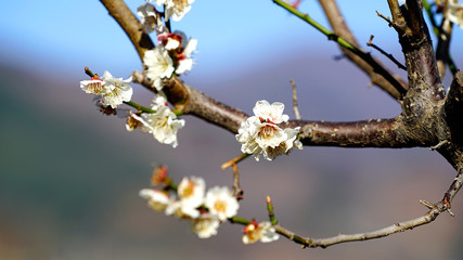 beautiful apricot flower blossoms at Gwangyang