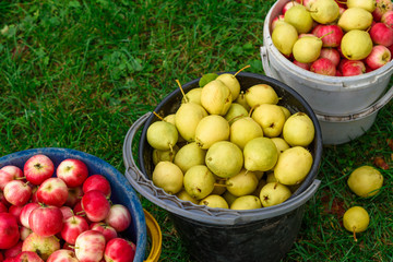 Harvesting from the suburban area. Buckets with apples, ranetki and pears. Summer day outdoors