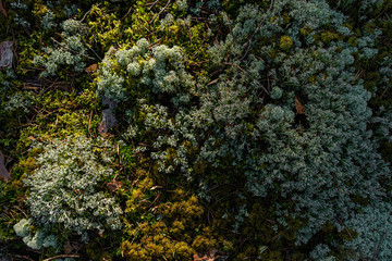 Pine forest in Baltic states. Beautiful green moss texture on the floor, moss closeup, macro. Beautiful background of moss for wallpaper. Fresh air feeling. View from top