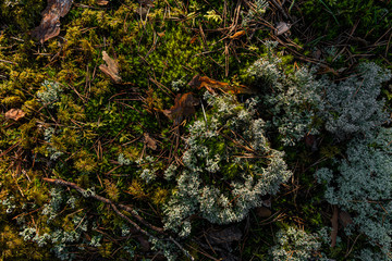 Pine forest in Baltic states. Beautiful green moss texture on the floor, moss closeup, macro. Beautiful background of moss for wallpaper. Fresh air feeling. View from top