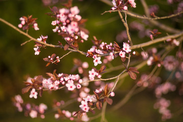 Fresh, pink, soft spring cherry tree blossoms on pink bokeh background.