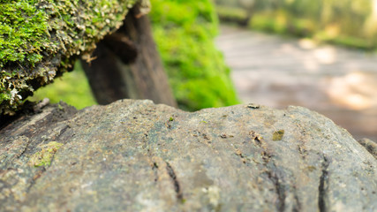 old wood in lush green moss forest Background, use for display prodect