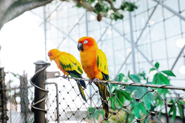 Close up shot of two colorful parrots on a branch in their natural habitat sitting next to each other
