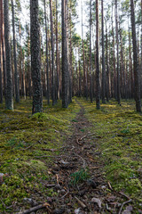 Pine forest in Baltic states. Trail in a dark pine forest. Beautiful green moss on the floor. Beautiful background of moss for wallpaper. Nature Landscape with fresh air. 