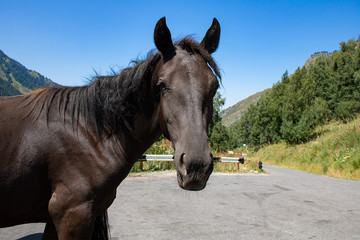 A black quarter horse breed standing in a mountain looking at camera