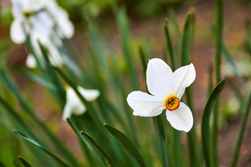 White blooming daffodils in spring garden. Closeup, selective focus