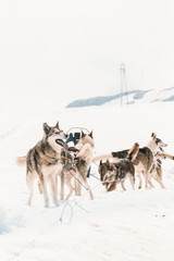 Naklejka premium Mountain sledge dogs standing together on the mountain top during winter in ice