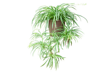 Spider Plant on Chlorophytum Comosum in brown pot isolated on white background included clipping...