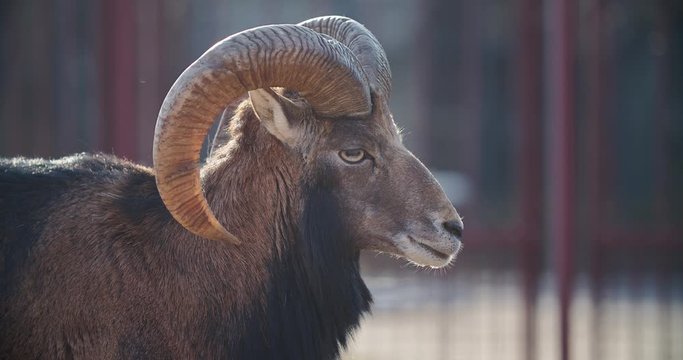 Close up of Mouflon, ram head looking into the camera on sunny day in Autumn