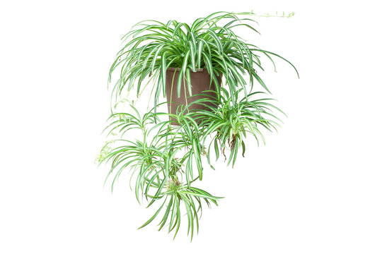 Spider Plant on Chlorophytum Comosum in brown pot isolated on white background included clipping path.