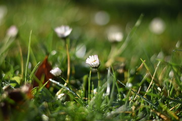 Gänseblümchen (Bellis perennis)