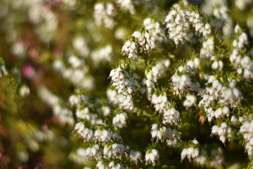 Blühende Schneeheide (Erica carnea)
