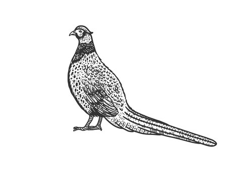 Common pheasant bird sketch engraving vector illustration. T-shirt apparel print design. Scratch board imitation. Black and white hand drawn image.