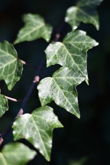 Efeu (Hedera)