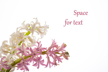 white and pink sprig of Hyacinth flower close up on isolated background with space for text for your creativity