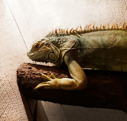 close up. iguana in the home terrarium.