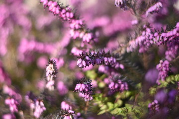 Schneeheide (Erica carnea)